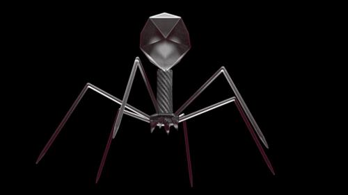 T4 Bacteriophage preview image